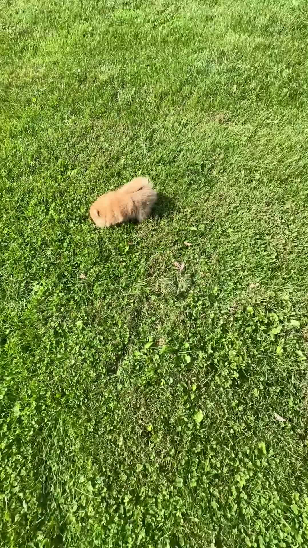Pomeranian dogs for sale: Pomeranian 5 - Video 1