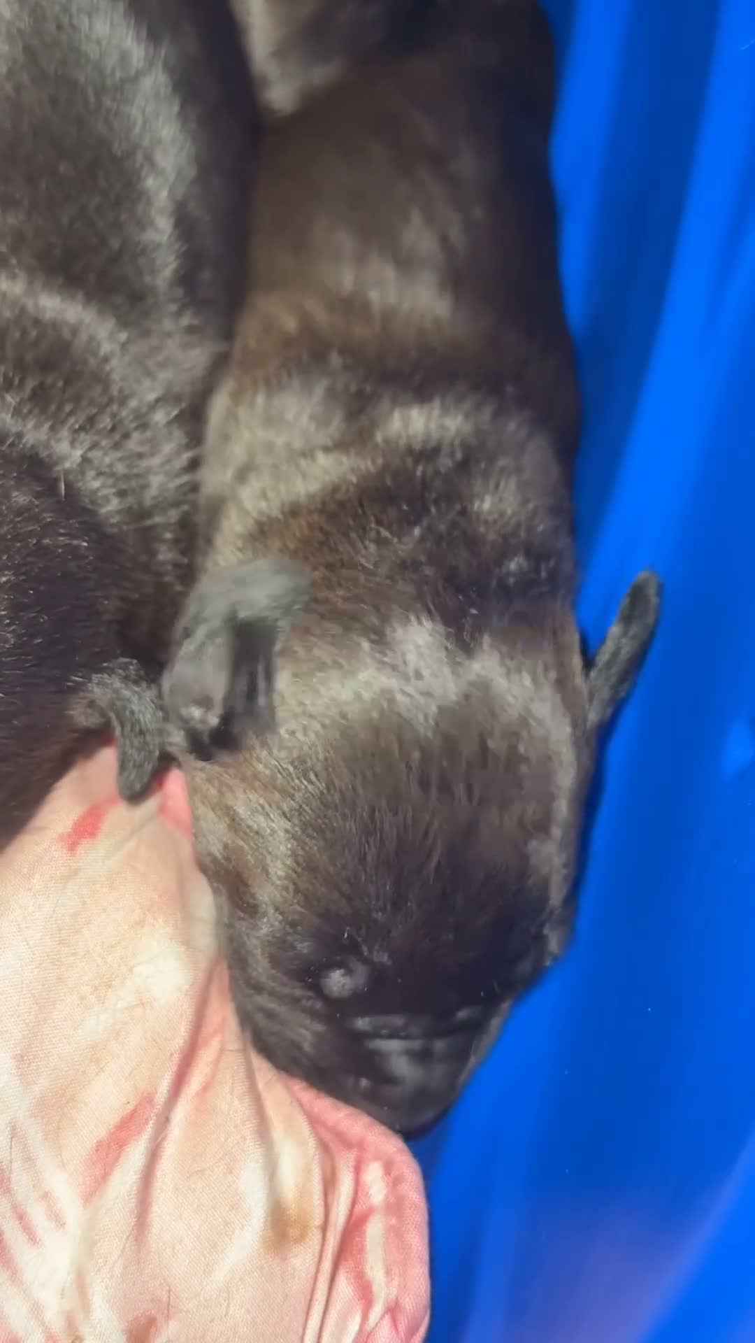 Mixed Breed dogs for sale: Mixed Breed 1 - Video 4