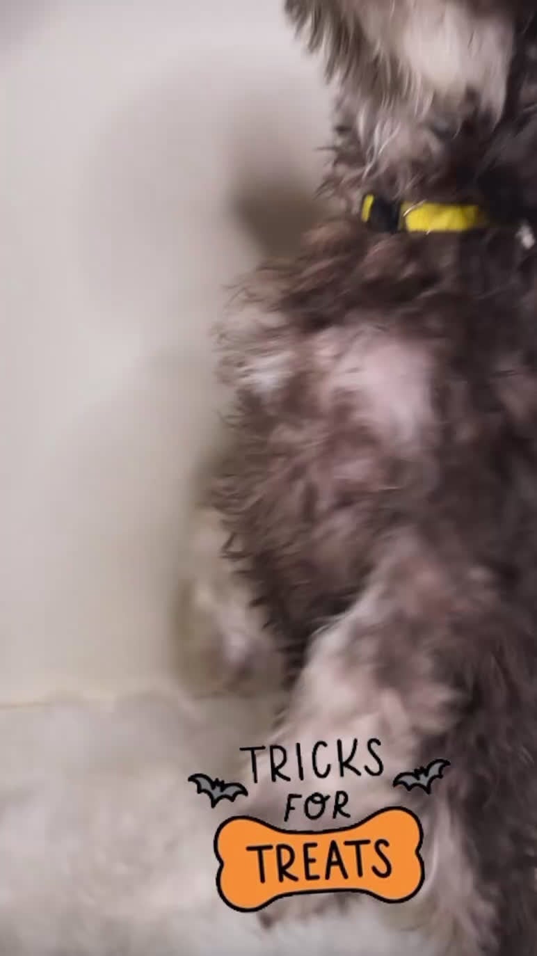 Miniature Schnauzer dogs for sale: Miniature Schnauzer Puppy 4 - Video 1