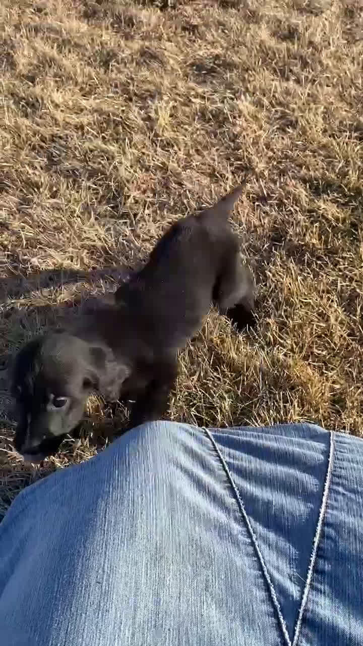 Mixed Breed dogs for sale: Bella - Video 1