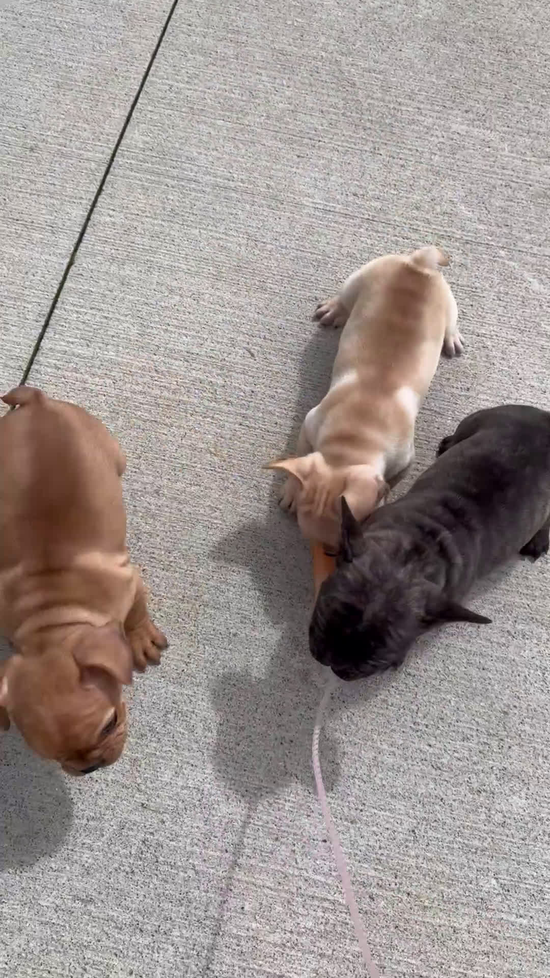 French Bulldog dogs for sale: Dillard - Video 1