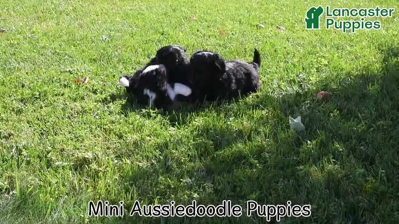 Mini Aussiedoodle dogs for sale: Sweetie - Video 1