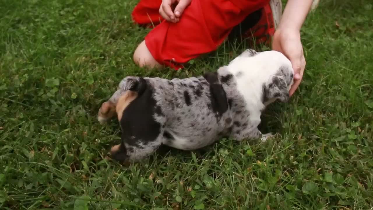 English Bulldog dogs for sale: Tina English Bulldog  - Video 1