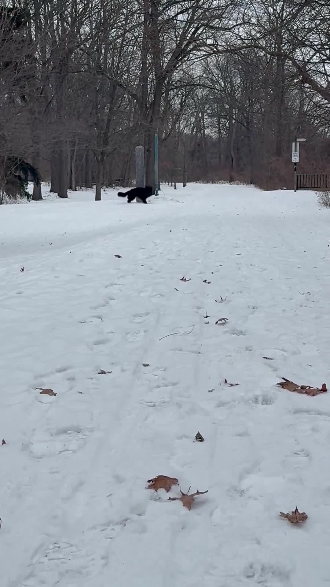 German Shepherd dogs for sale: German Shepherd - Video 1