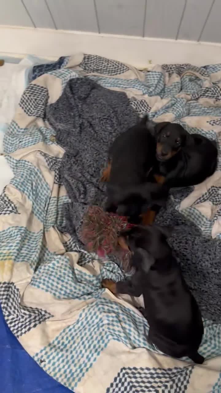 Doberman Pinscher dogs for sale: Doberman Pinscher Puppy 6 - Video 1