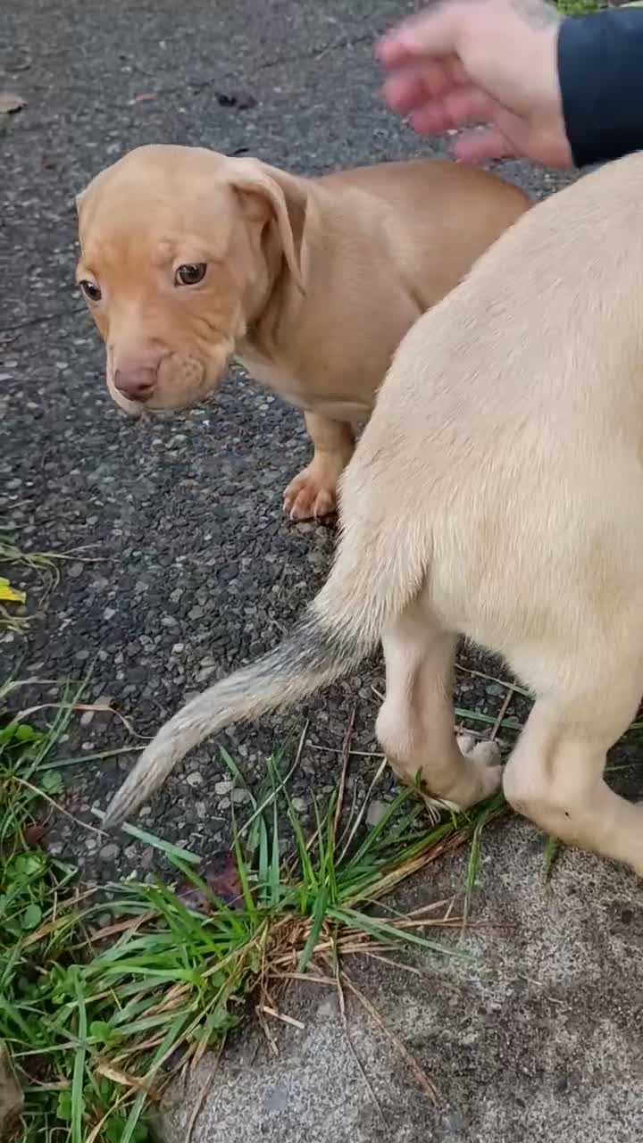 Mixed Breed dogs for sale: Blacknose Male 3 - Video 2