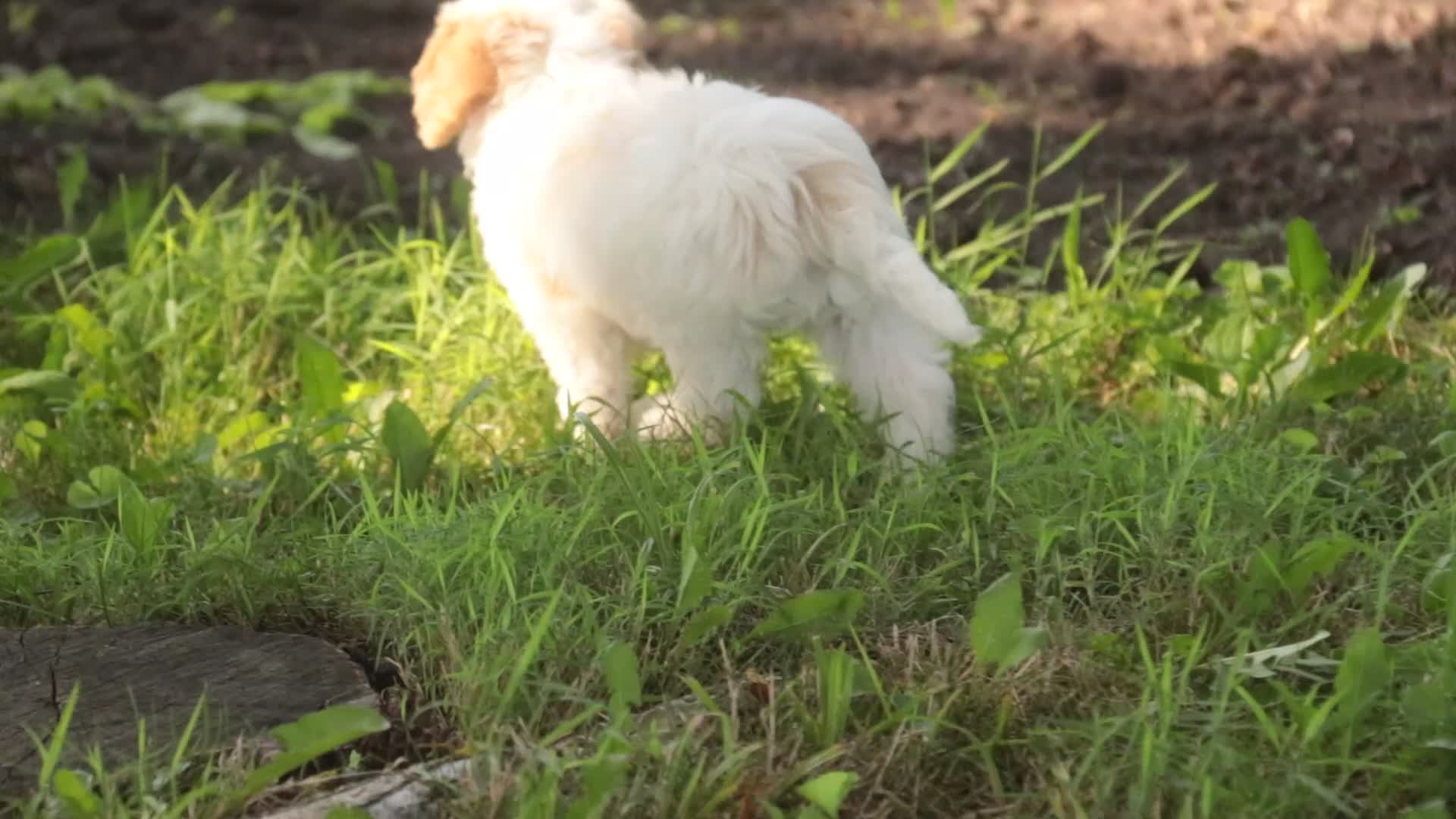 Mixed Breed dogs for sale: Pebbles Munchkin Bernedoodle - Video 1