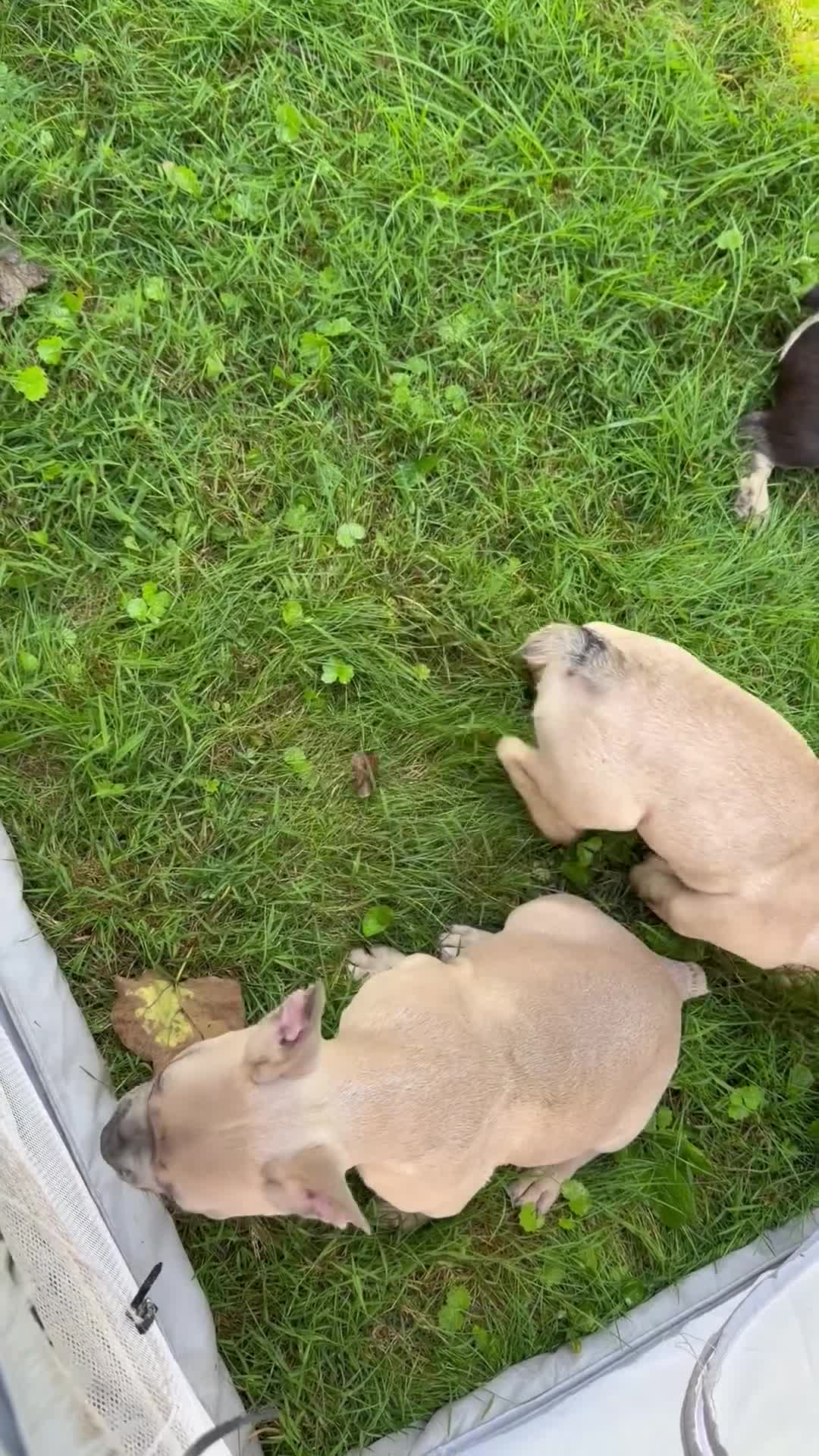 French Bulldog dogs for sale: French Bulldog 7 - Video 1