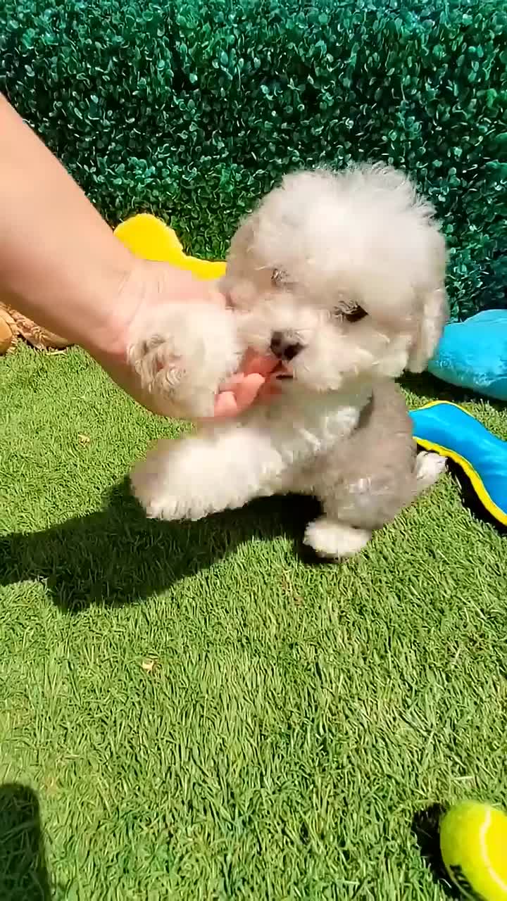 Maltipoo dogs for sale: WOODY  - Video 2