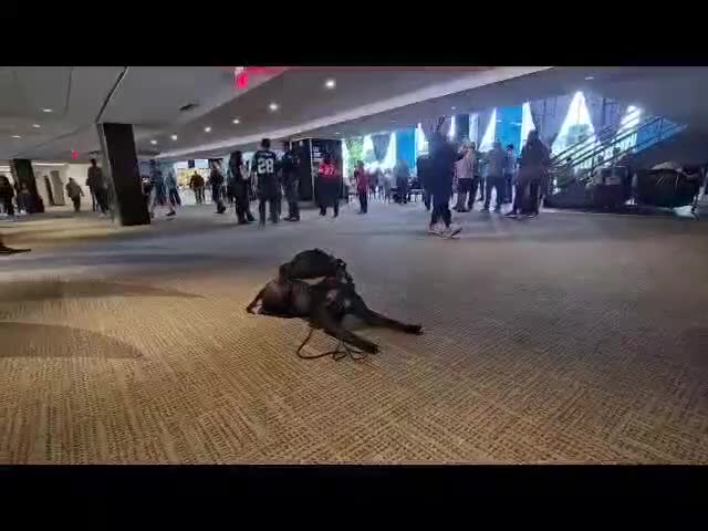 Presa Canario dogs for sale: Mr Neon  - Video 8