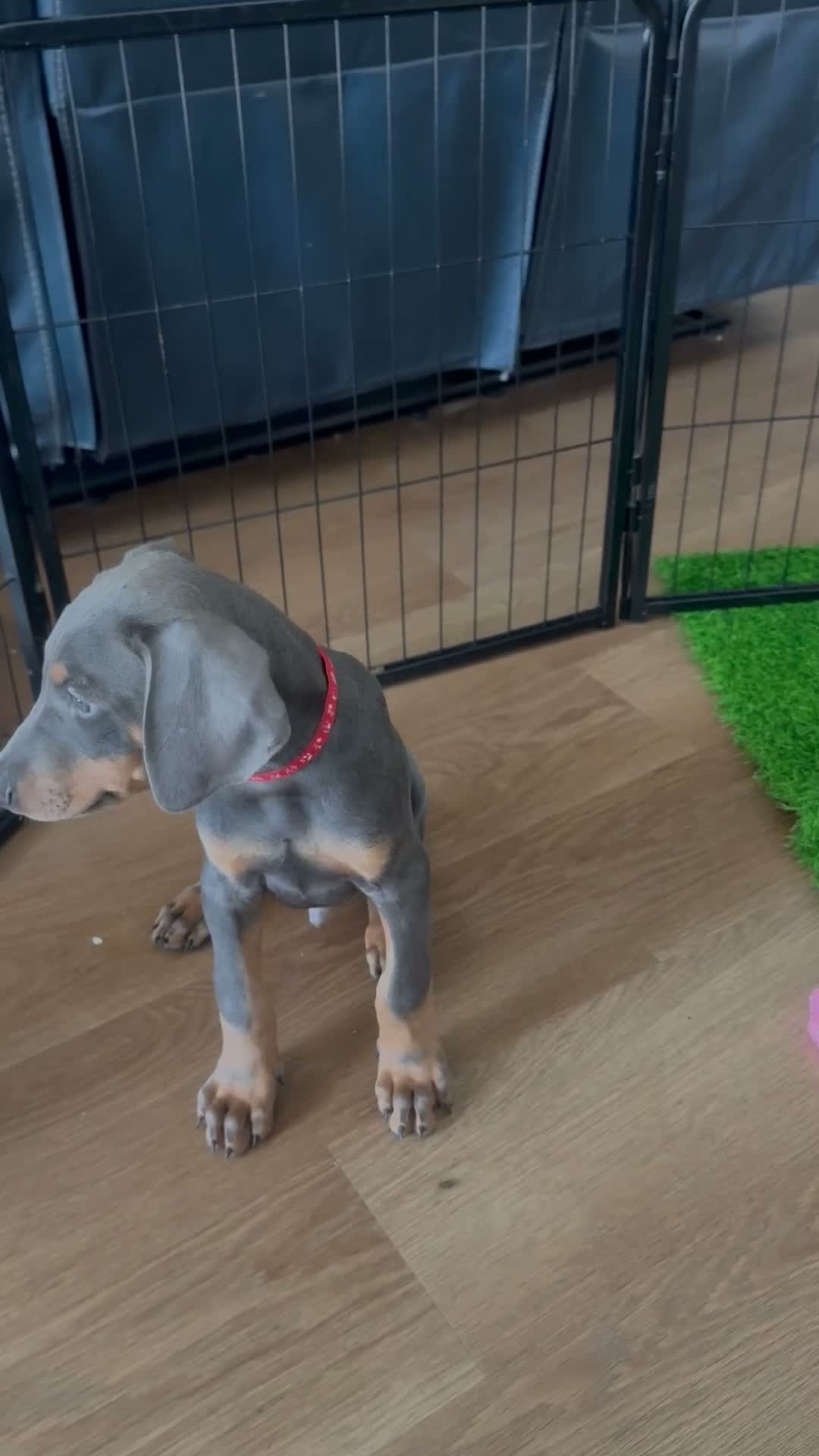 Doberman Pinscher dogs for sale: Red collar male - Video 1