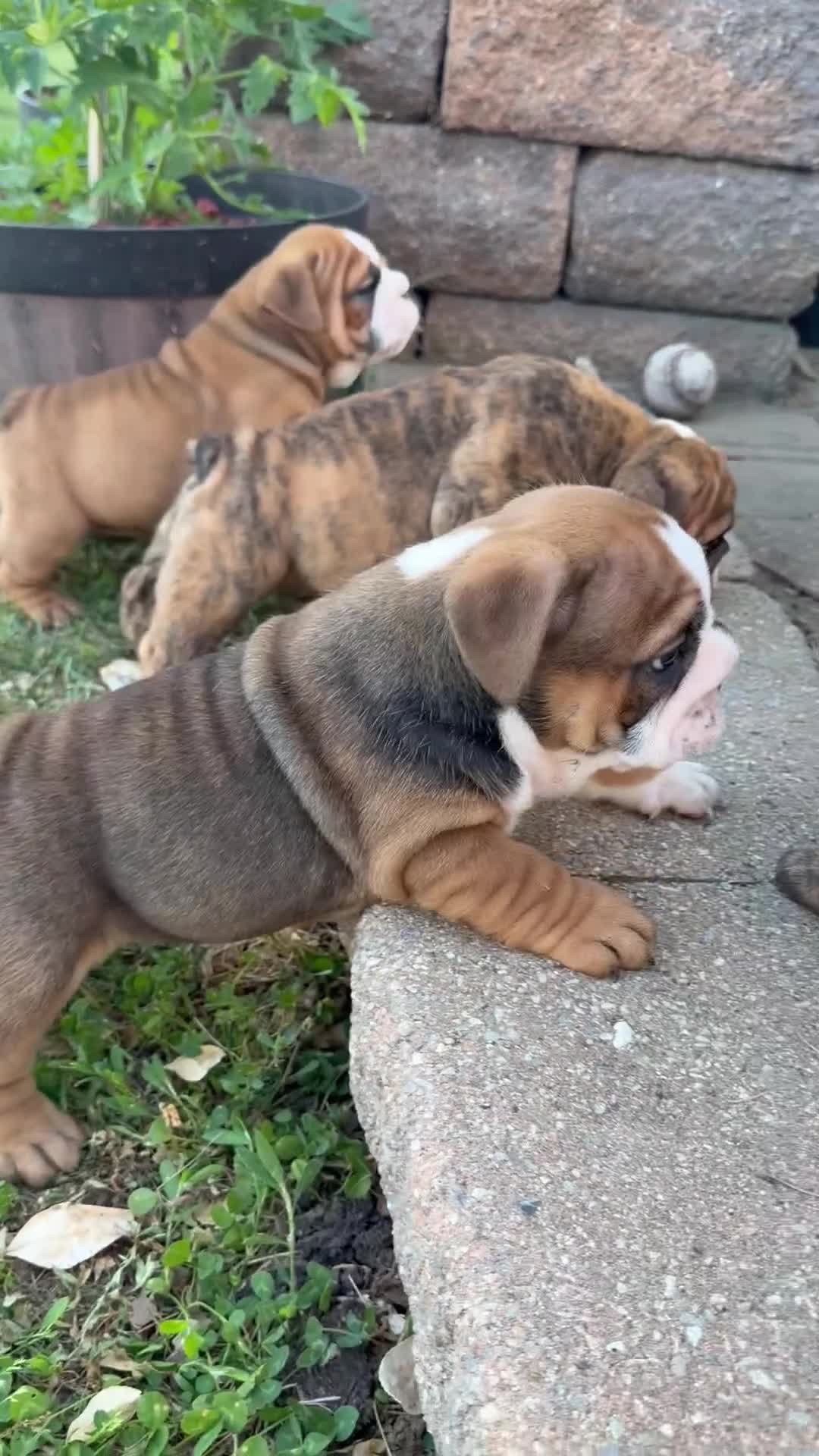 English Bulldog dogs for sale: English Bulldog Puppy 1 - Video 1