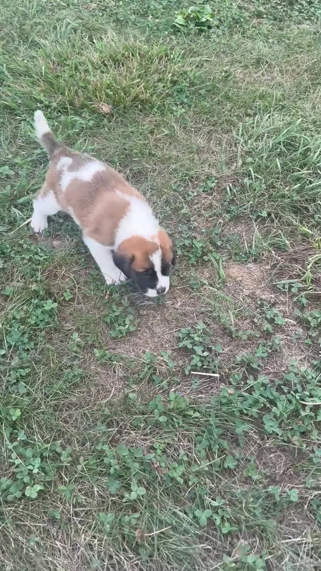 Saint Bernard dogs for sale: Tracker - Video 2
