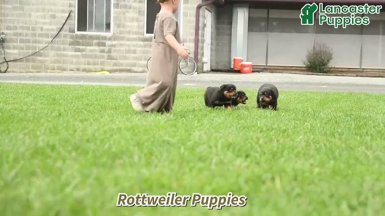 Rottweiler dogs for sale: Remi  - Video 1