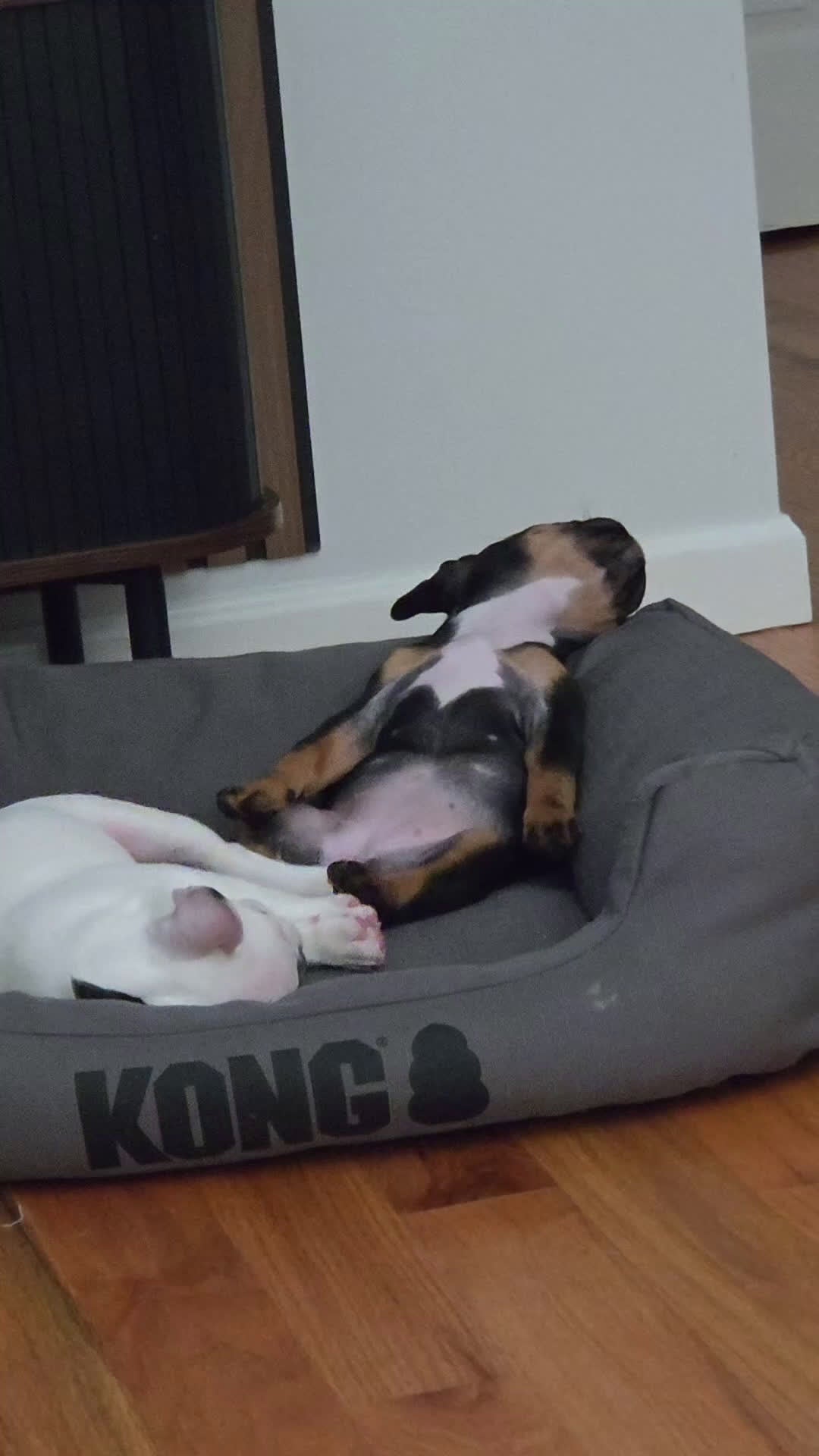 French Bulldog dogs for sale: Java french bulldog  - Video 1