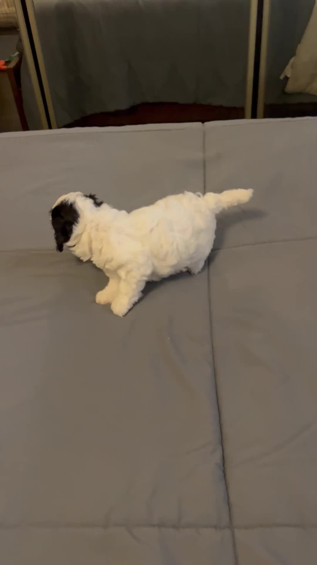 Toy Poodle dogs for sale: Baby Chloe - Video 1
