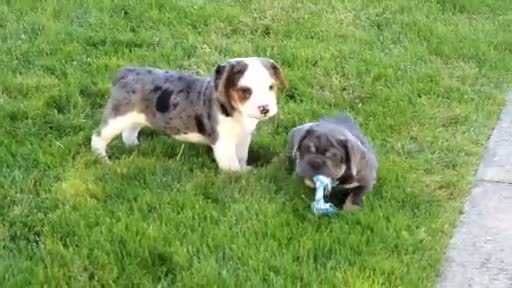 Beabull dogs for sale: Zach - Video 1