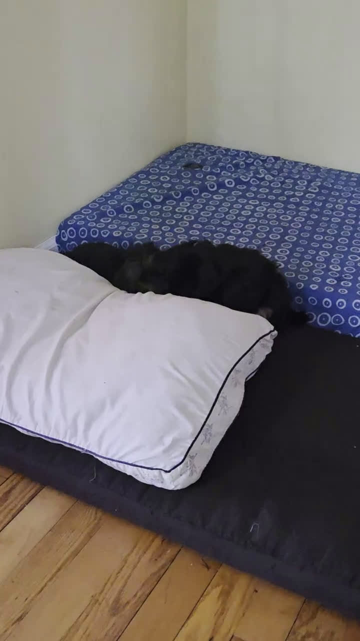 Yorkshire Terrier dogs for sale: Yorkshire Terrier Puppy 2 - Video 1