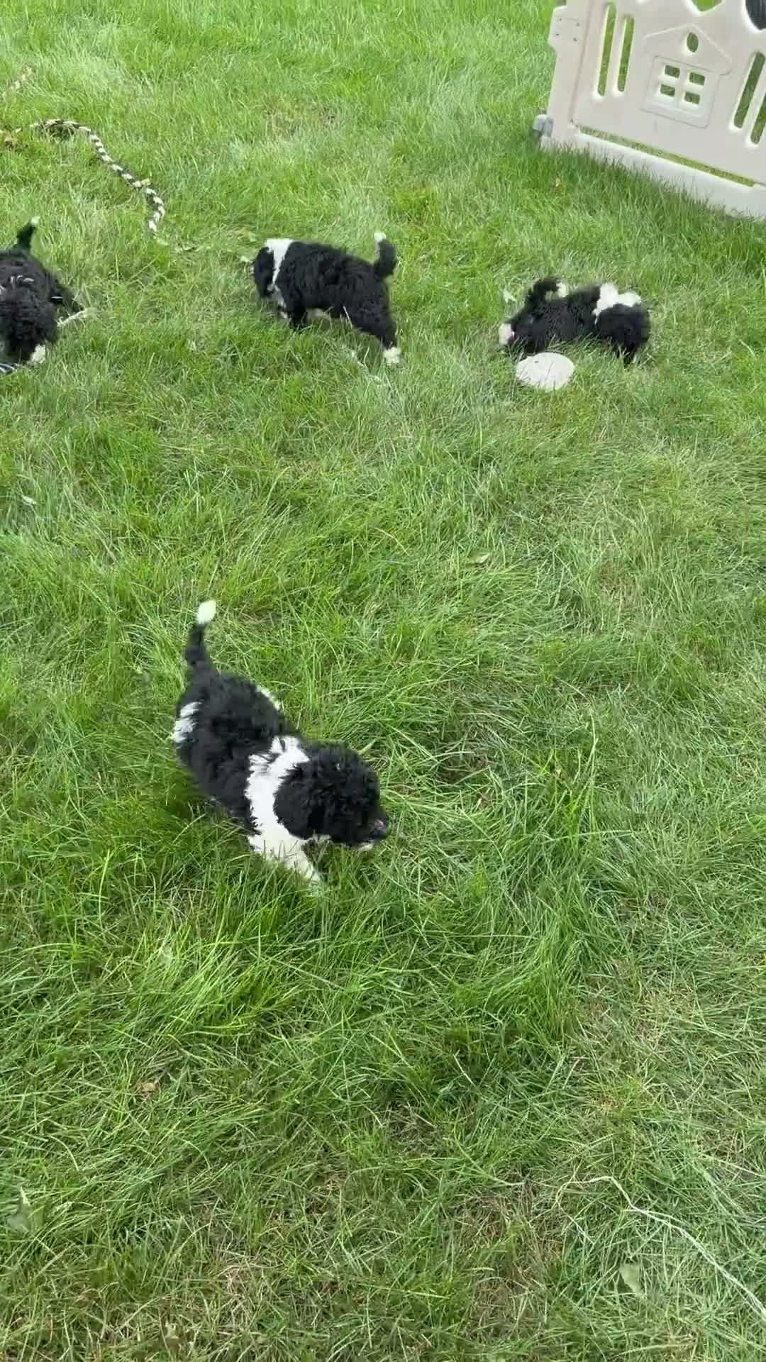 Miniature Poodle dogs for sale: Betty - Video 1