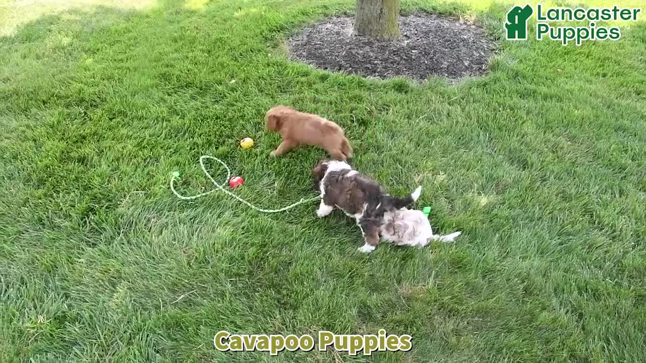 Cavapoo dogs for sale: Linford - Video 1