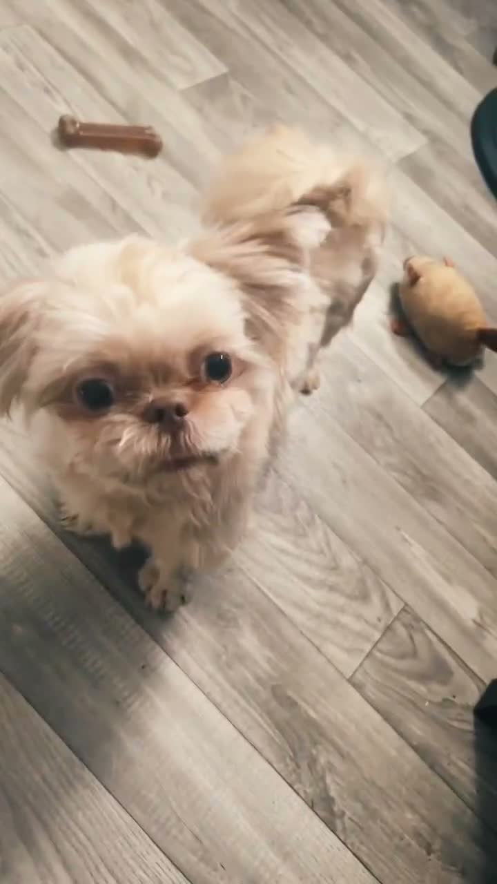 Shih Tzu dogs for sale: Shih Tzu 1 - Video 2