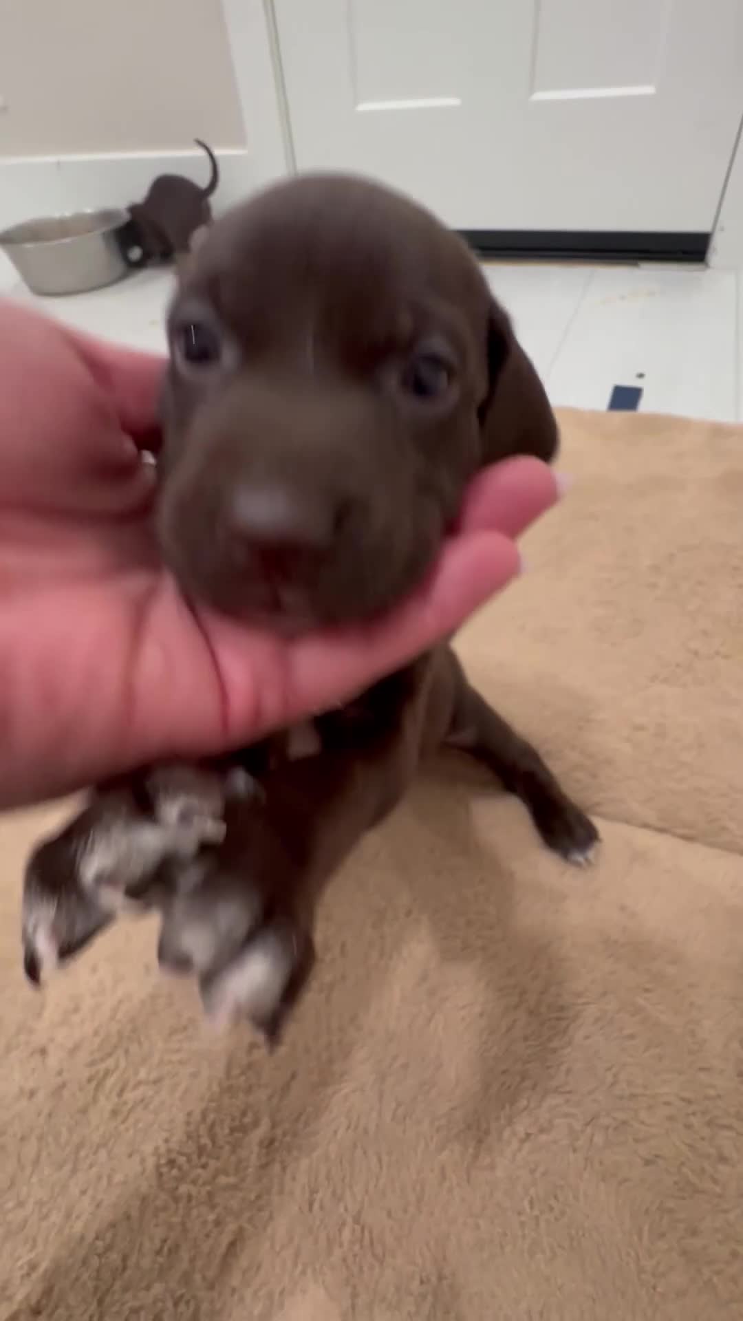 Mixed Breed dogs for sale: Grey - Video 1