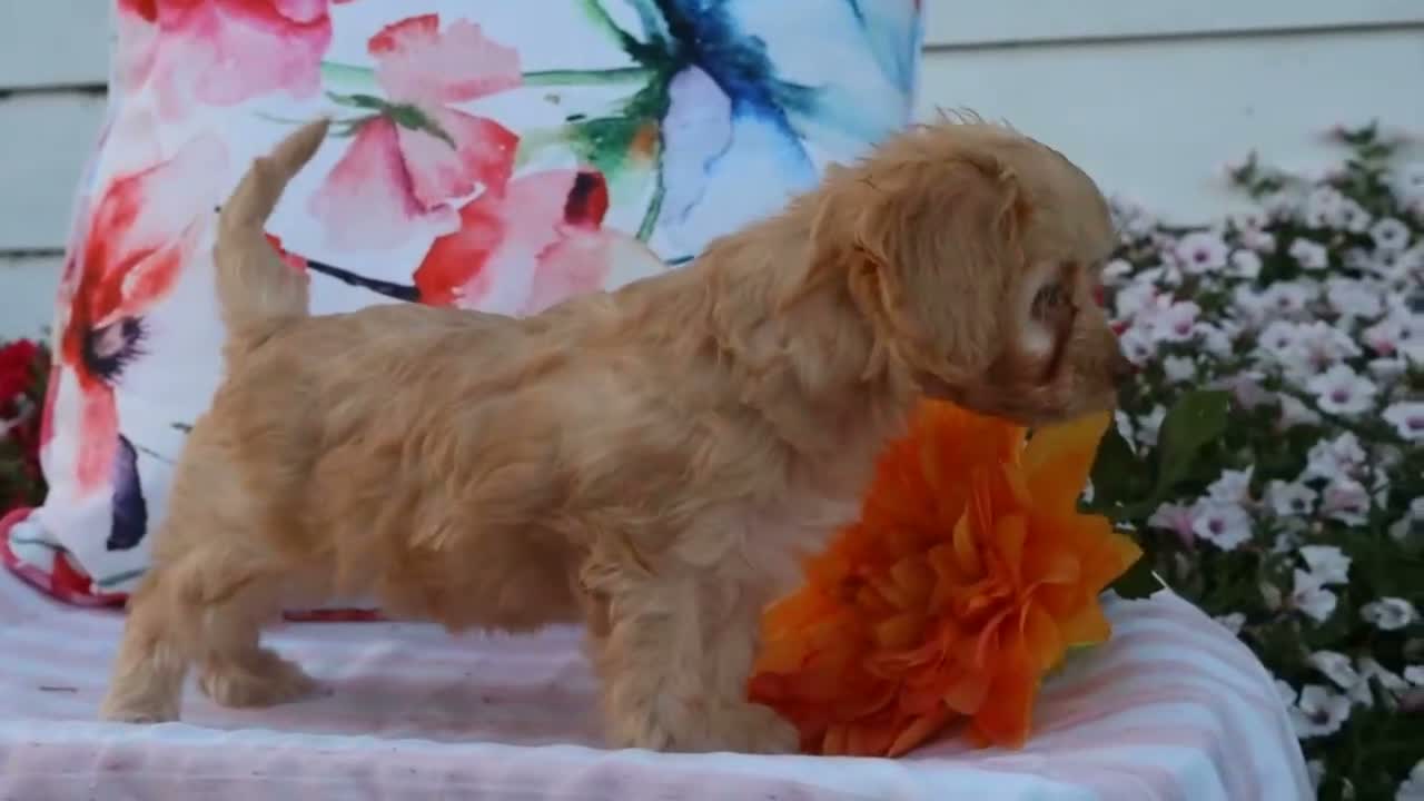 Cavapoo dogs for sale: Apphia - Video 1
