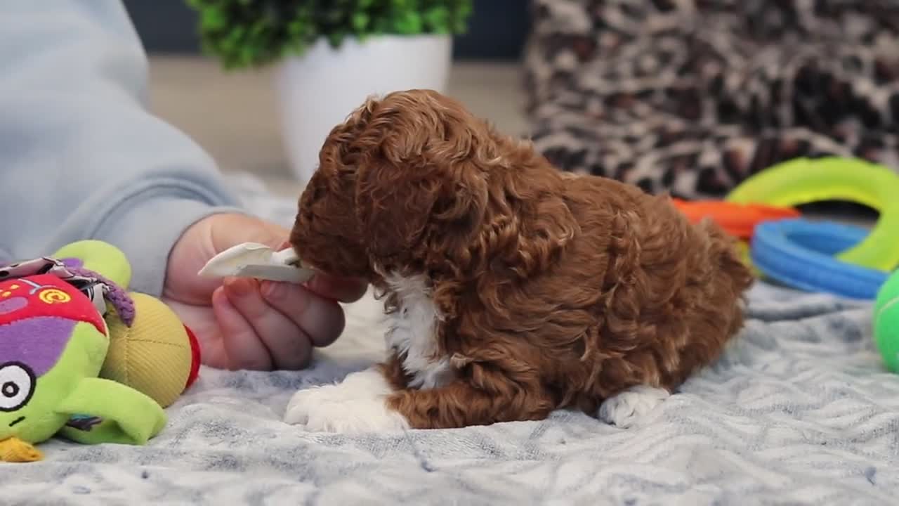 Cavapoo dogs for sale: Austin - Video 1