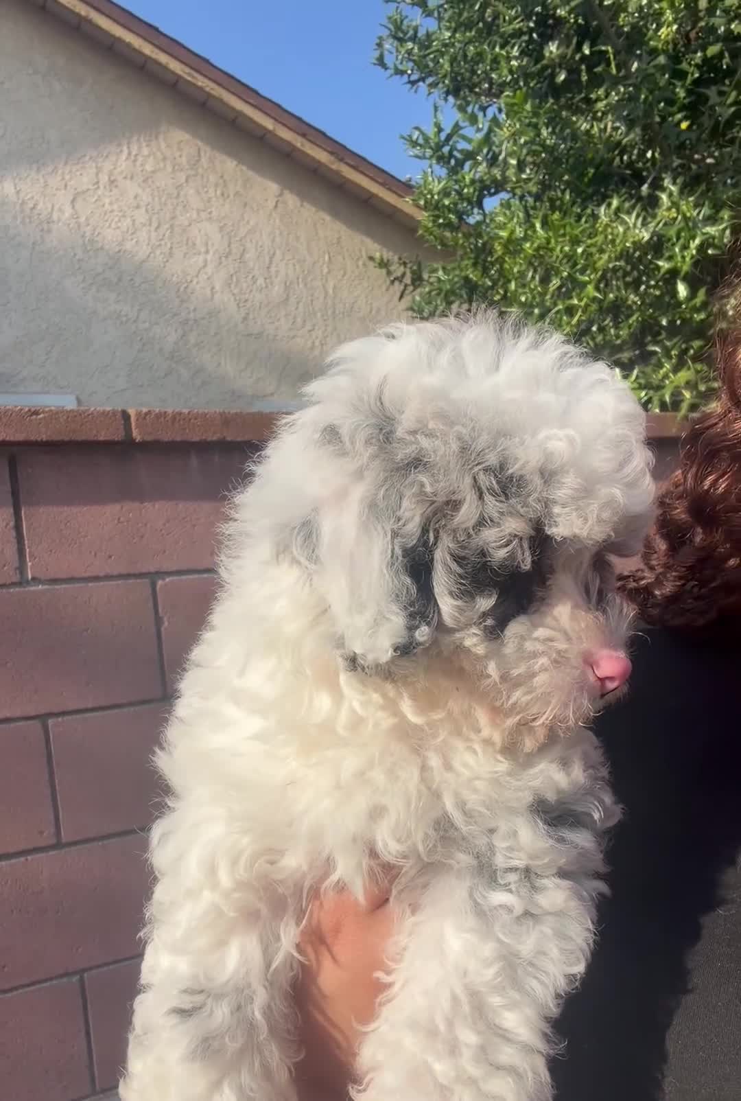 Mixed Breed dogs for sale: Miniature poodle - Video 4