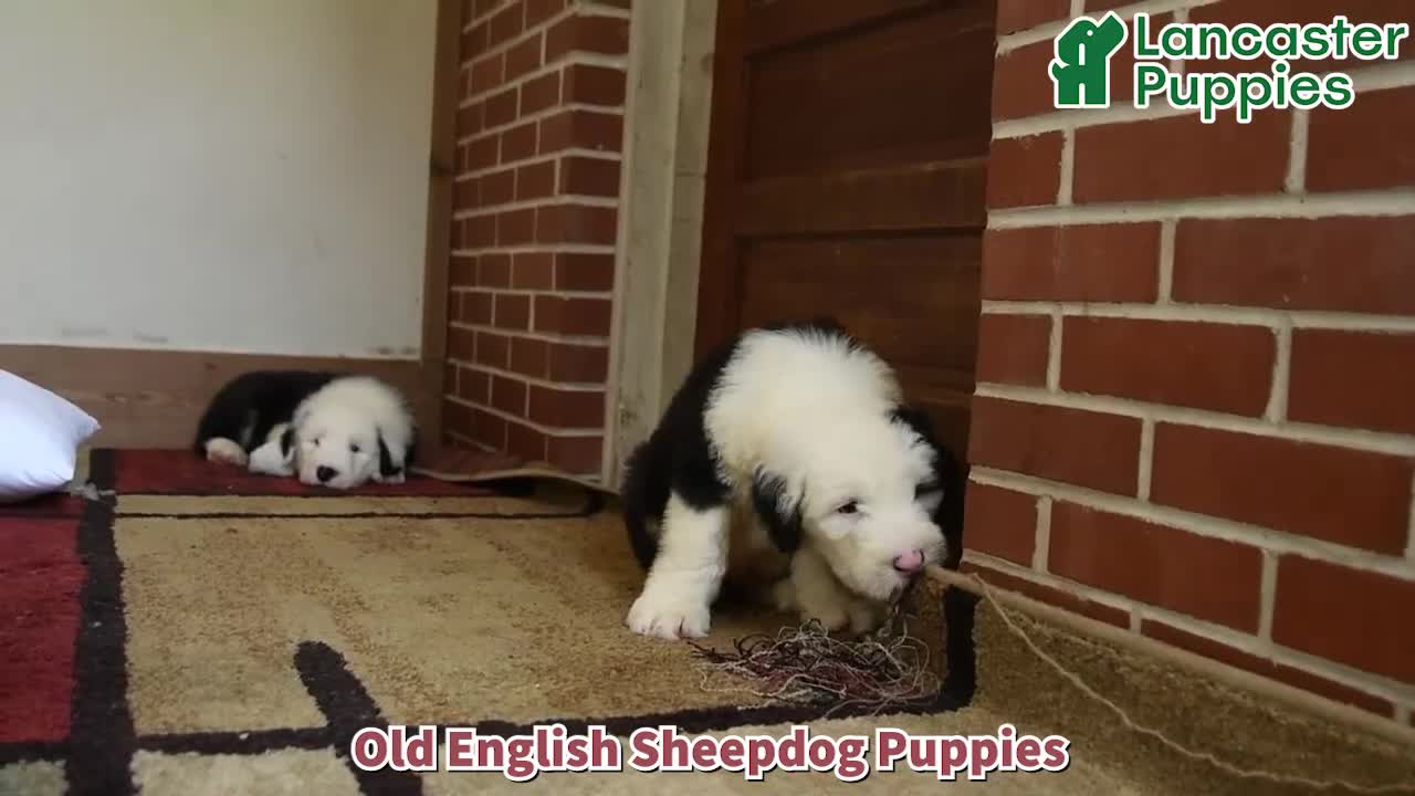 Old English Sheepdog dogs for sale: Zorro - Video 1