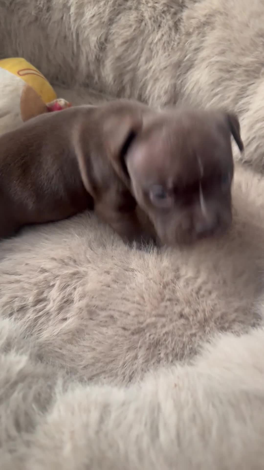 American Bully dogs for sale: American Bully Puppy 1 - Video 2