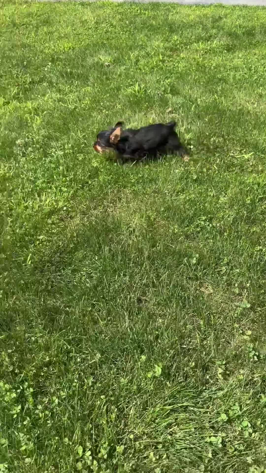 Yorkshire Terrier dogs for sale: Sharla - Video 1