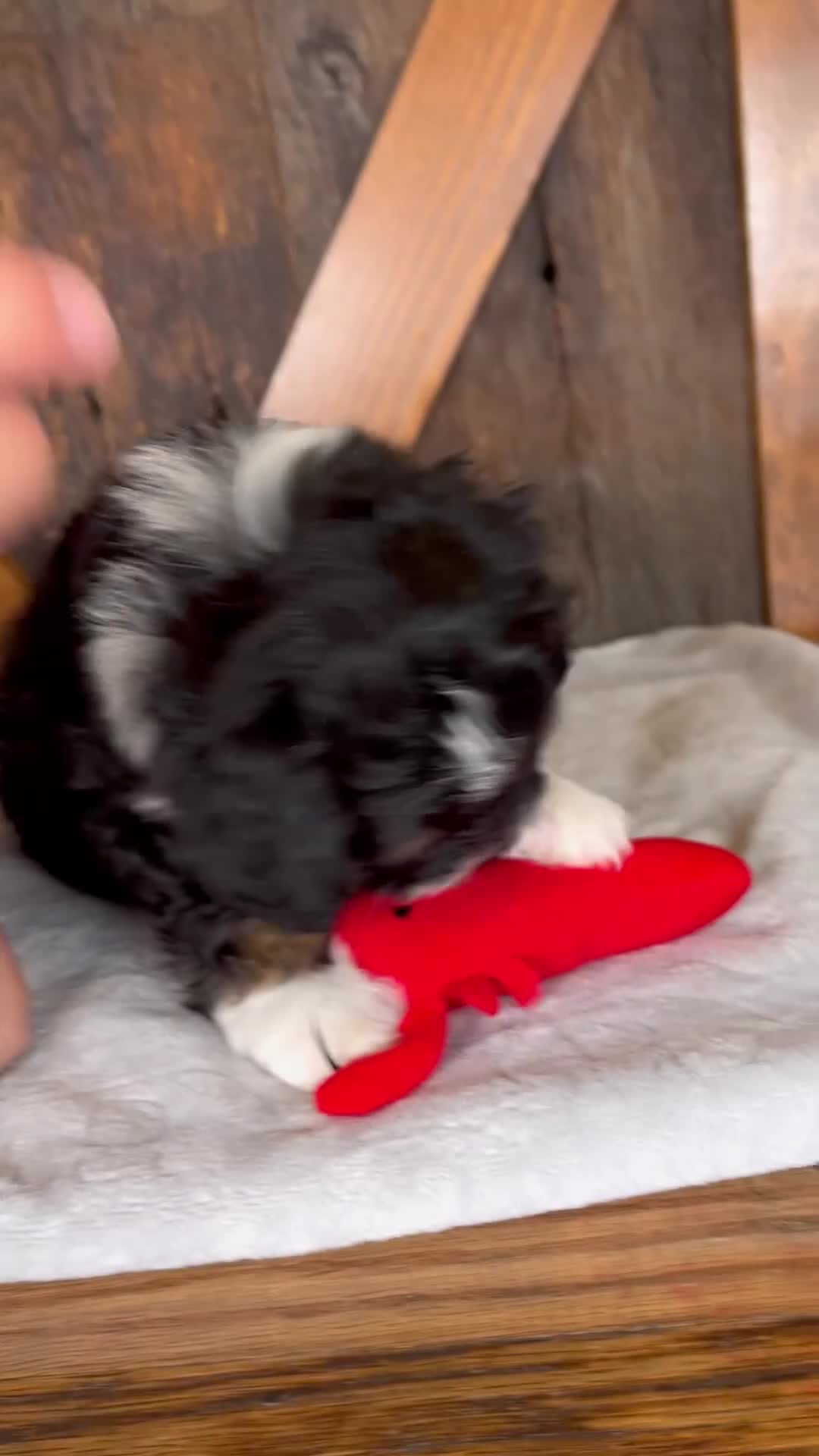 Mini Bernedoodle dogs for sale: Bandit - Video 1