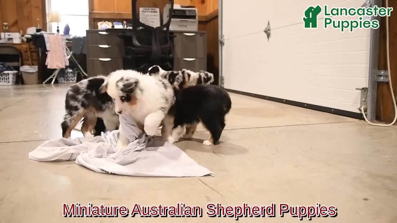 Miniature Australian Shepherd dogs for sale: Kenny - Video 1