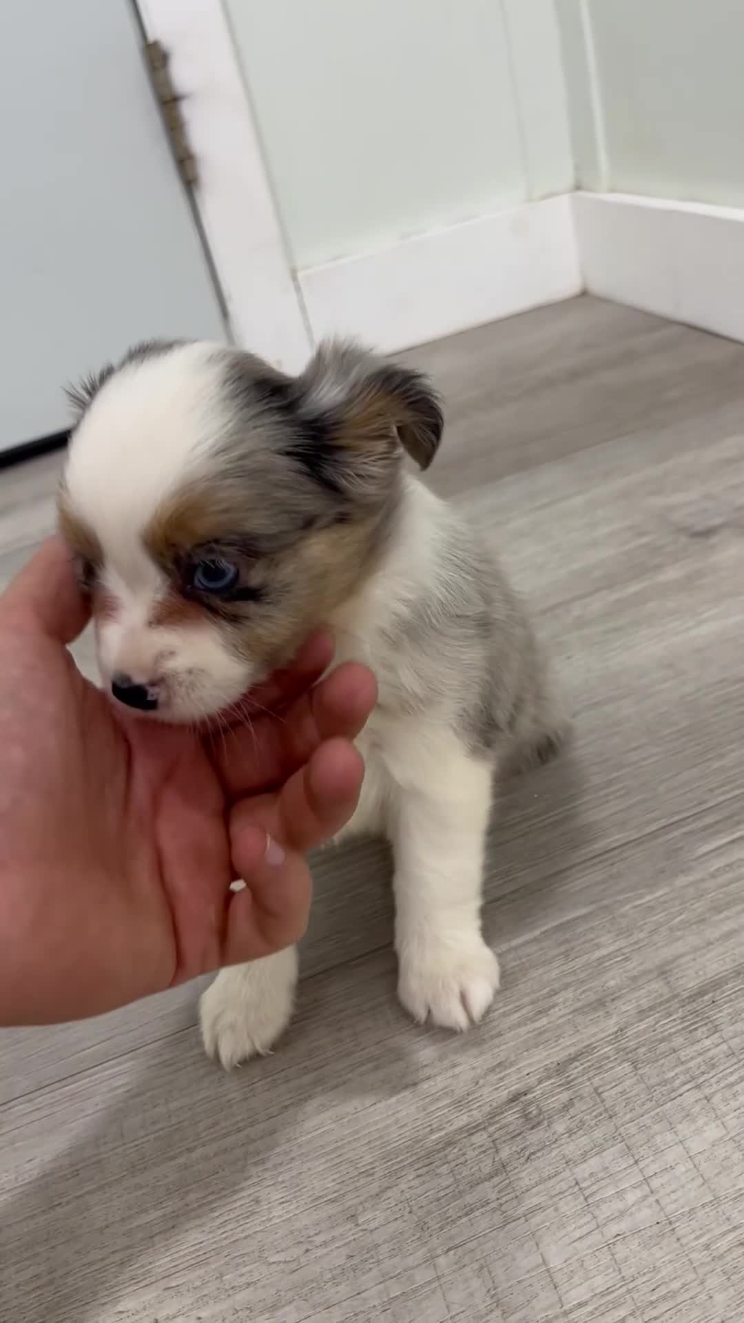Miniature Australian Shepherd dogs for sale: Twinkle - Video 1