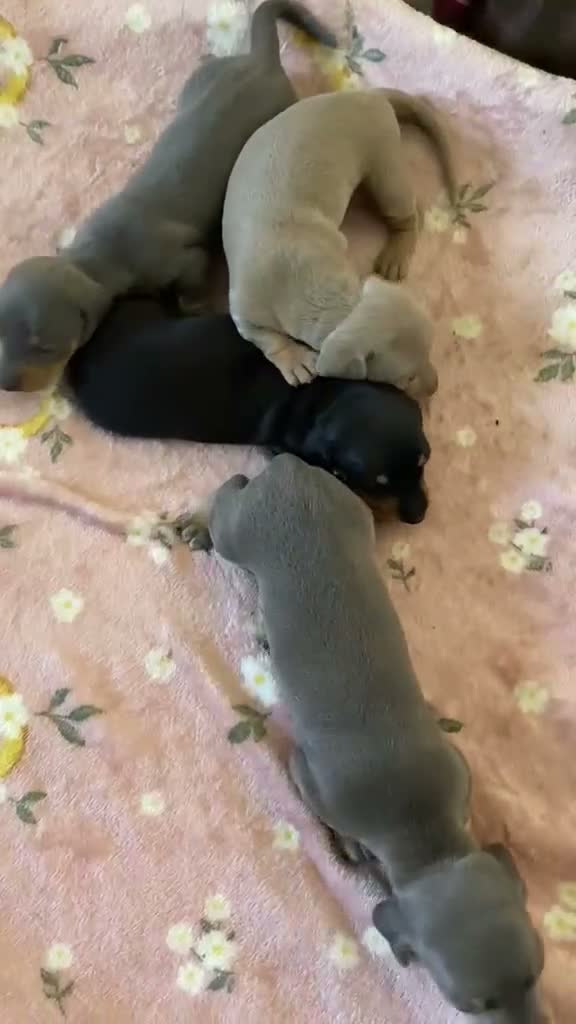 Miniature Dachshund dogs for sale: Miniature Blue Dachshud Riley - Video 2