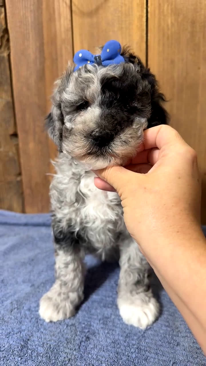 Mixed Breed dogs for sale: Medium F1b Bernedoodle - Scarlett - Video 1