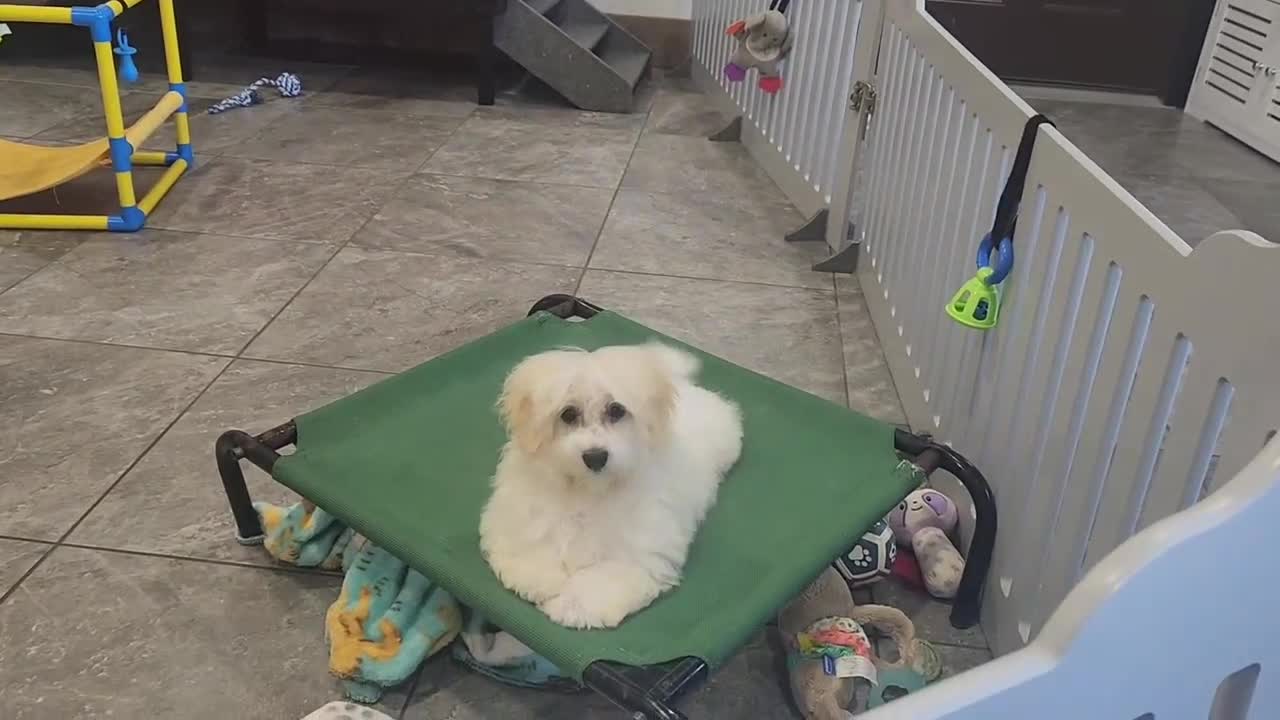Havanese dogs for sale: FROSTING - Video 1