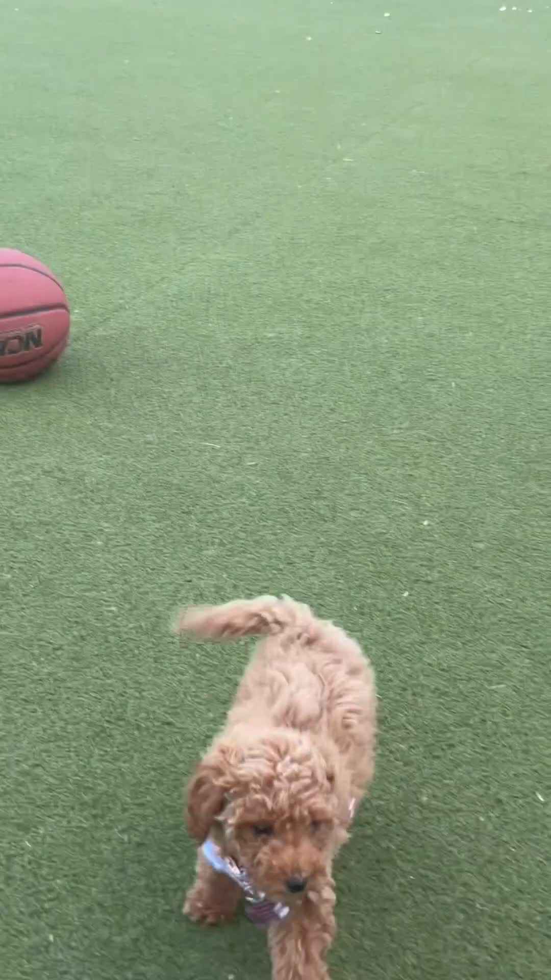 Toy Poodle dogs for sale: Mielle - Video 1