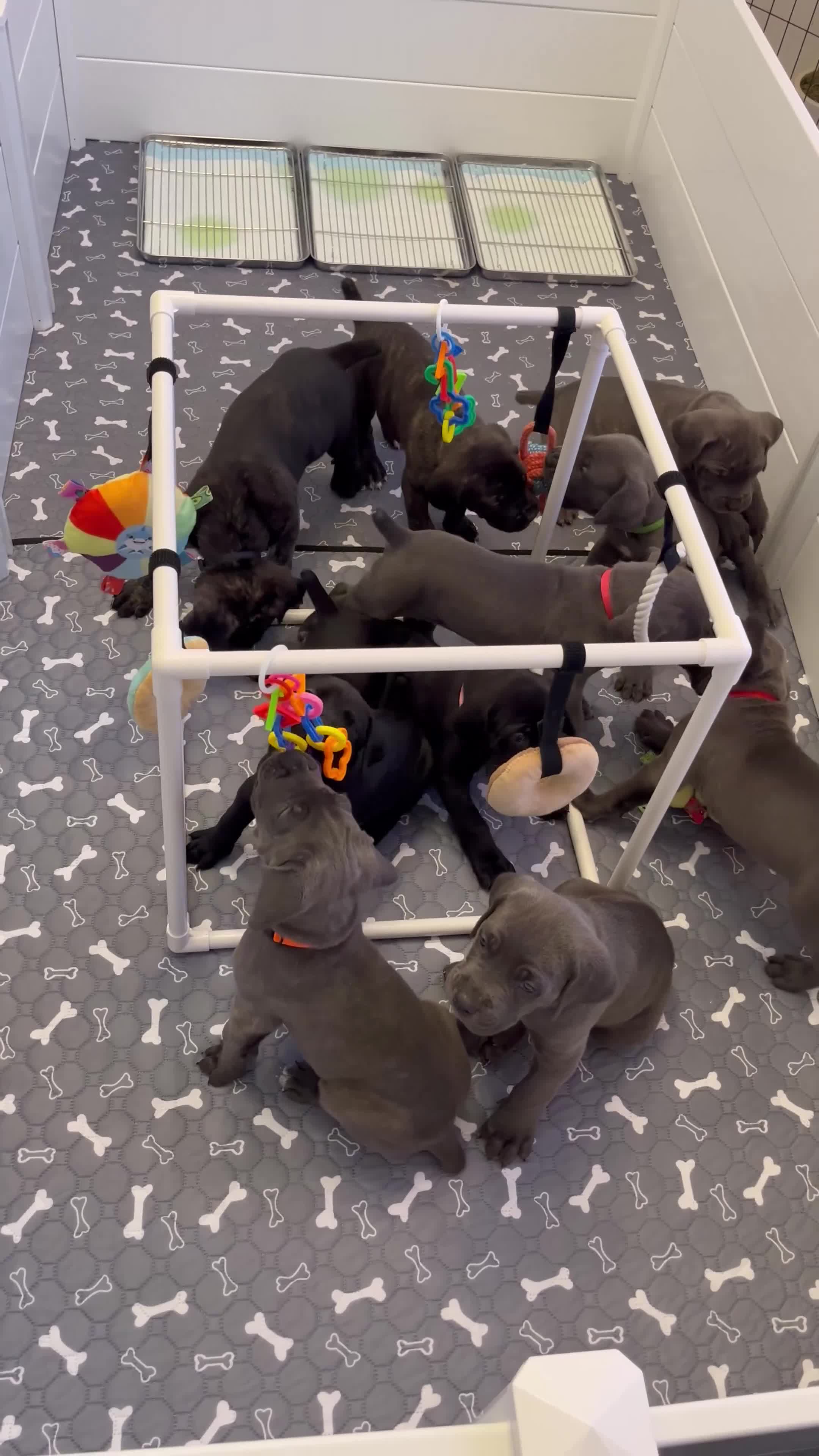 Cane Corso dogs for sale: West  - Video 1