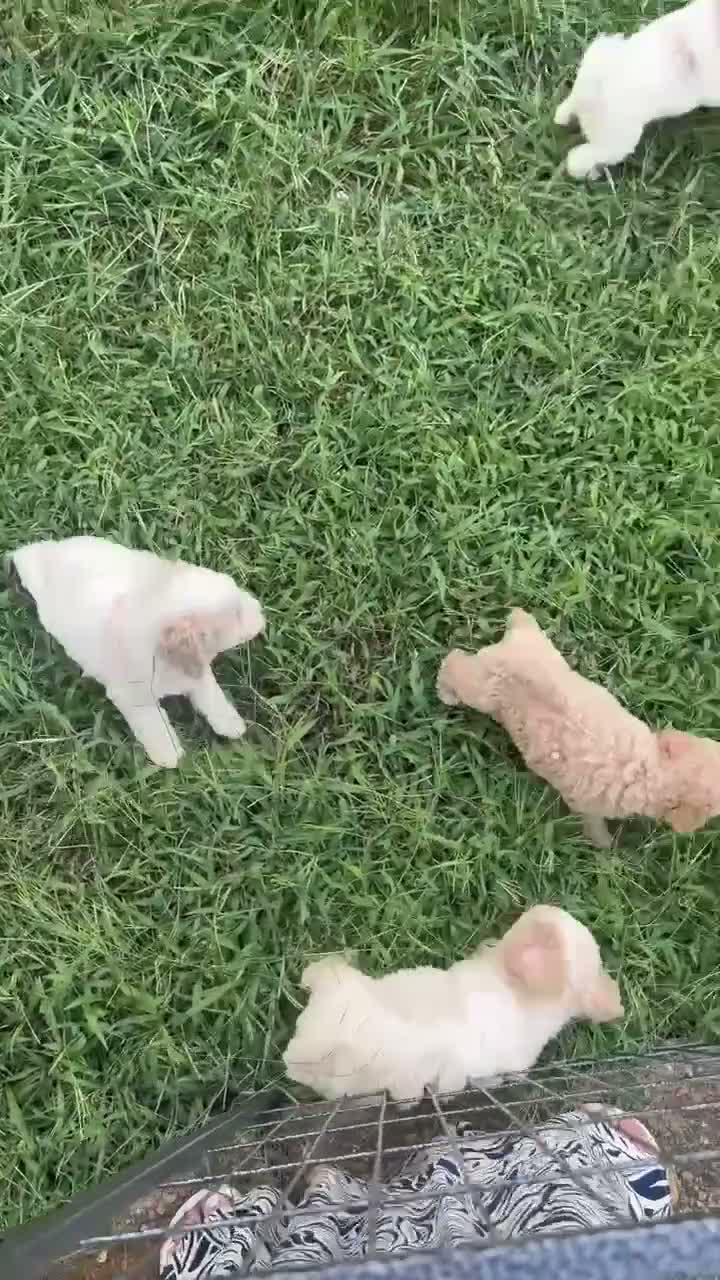Mini Goldendoodle dogs for sale: Mini Goldendoodle Boy - Video 2