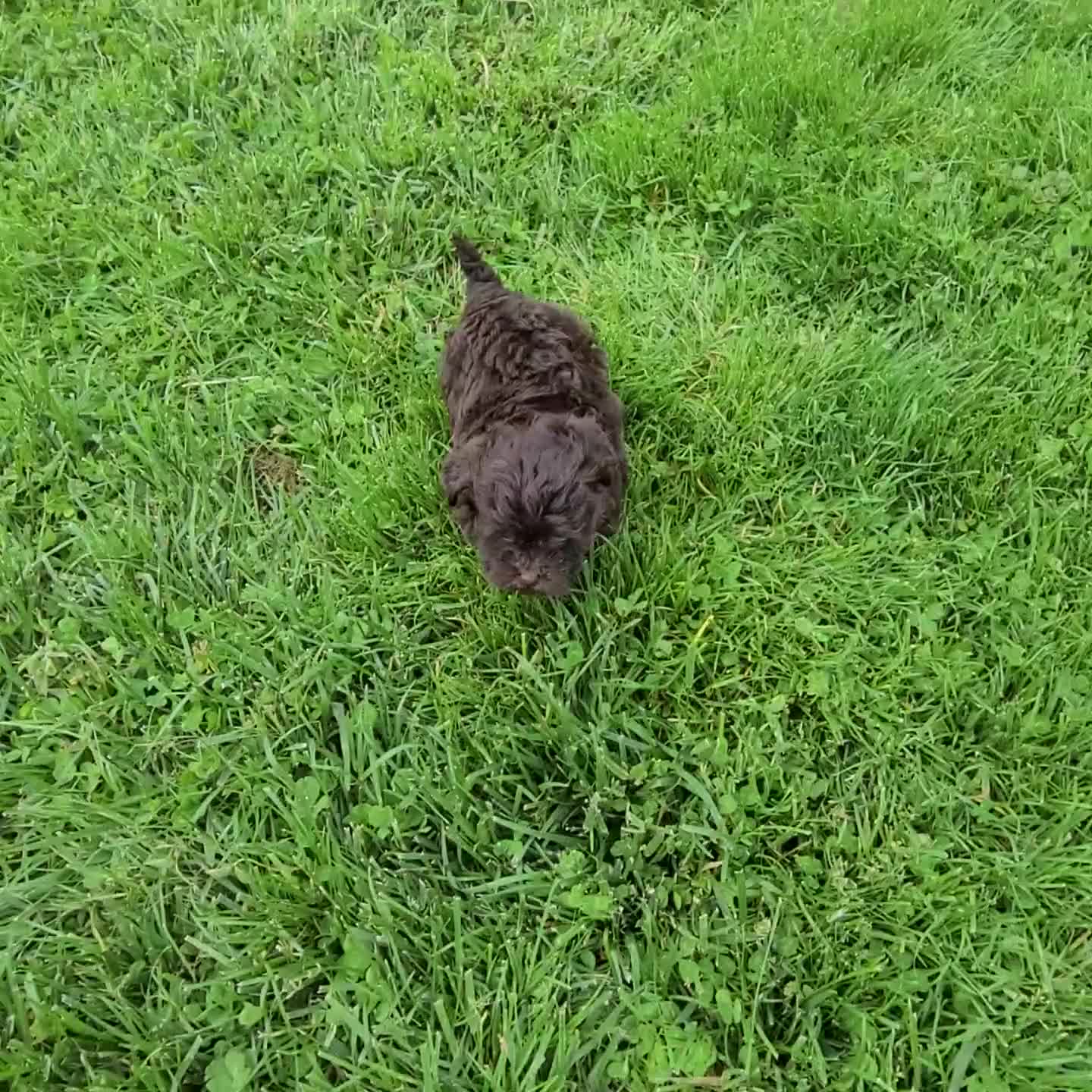 Teddy Bear dogs for sale: Callie - Video 1