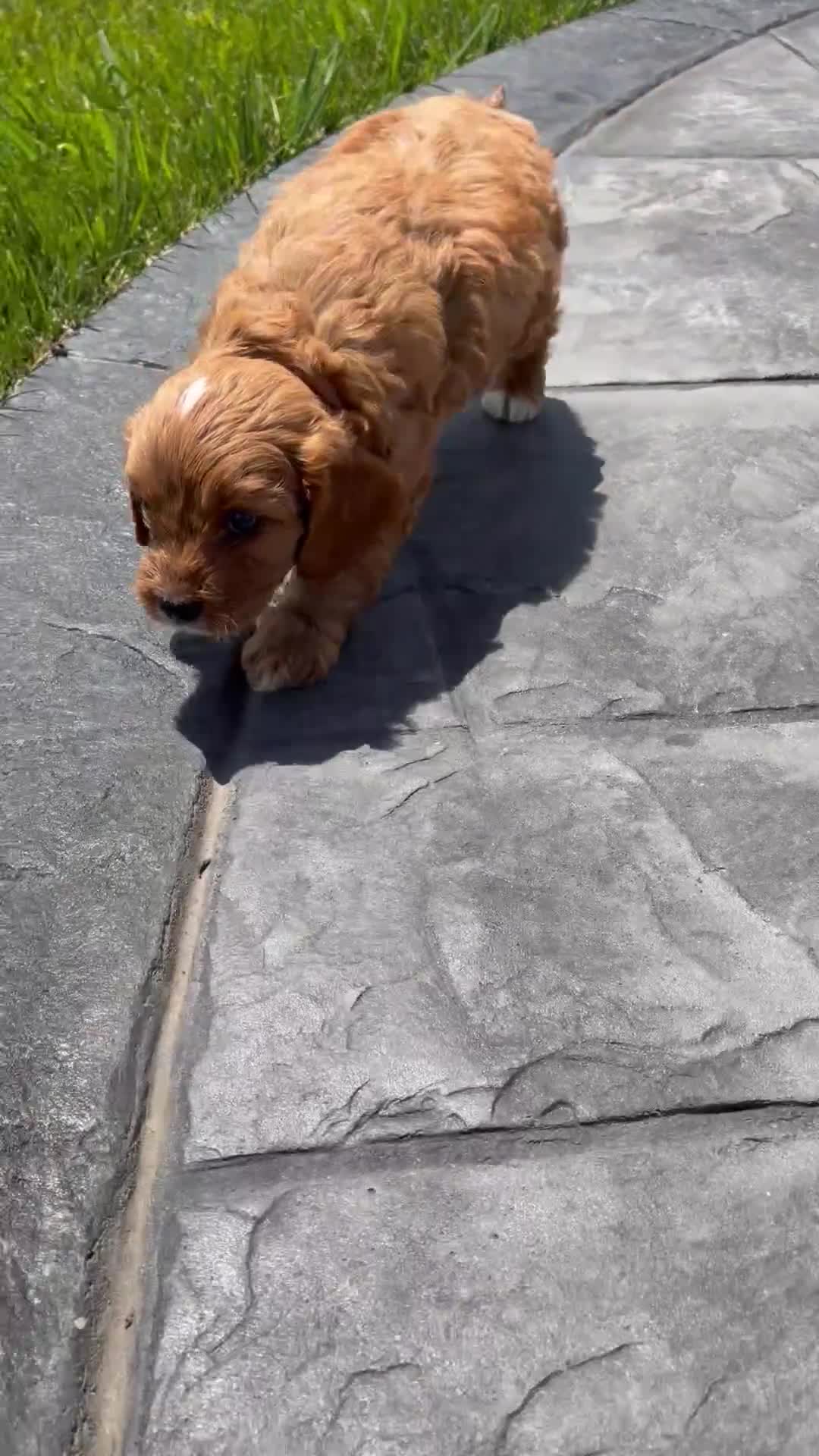 Cavapoo dogs for sale: Teddy - Video 1