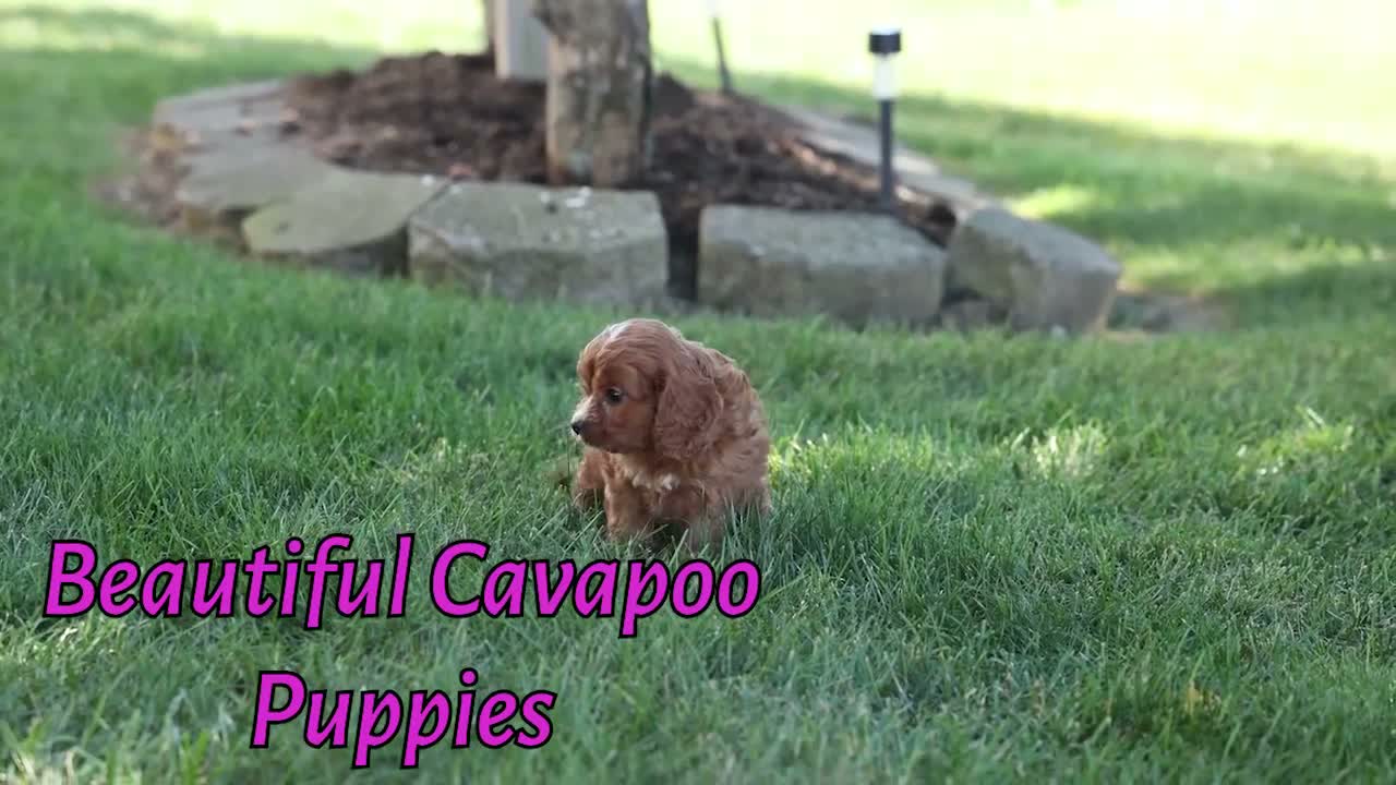Cavapoo dogs for sale: Kristina   - Video 1