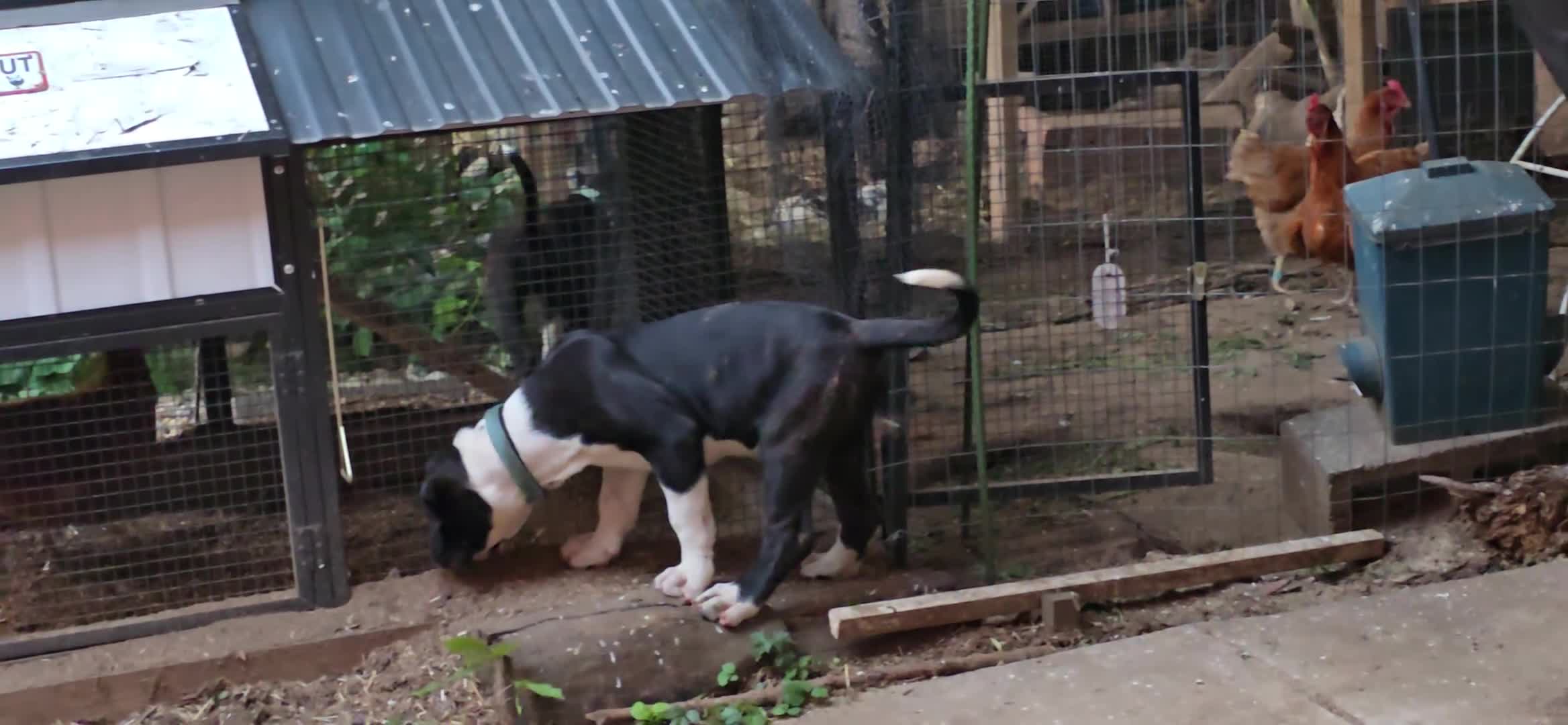 Presa Canario dogs for sale: Mr Black - Video 2