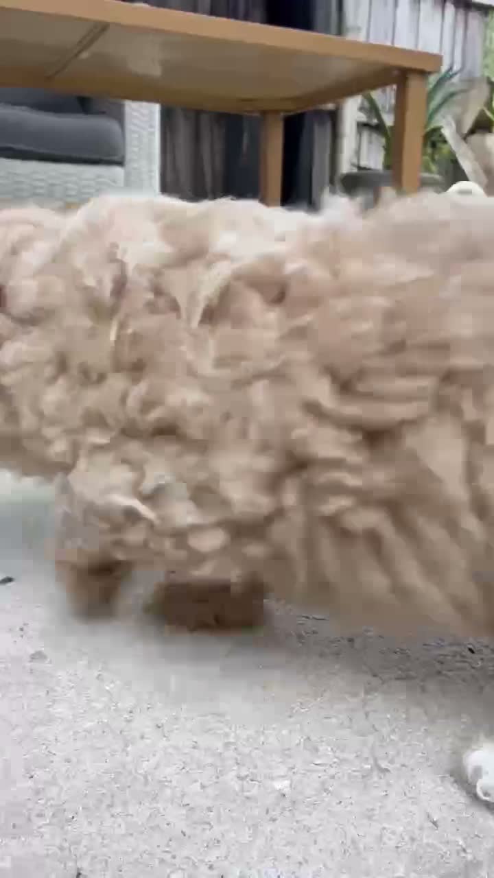 Mini Goldendoodle dogs for sale: Mini Goldendoodle 3 - Video 1