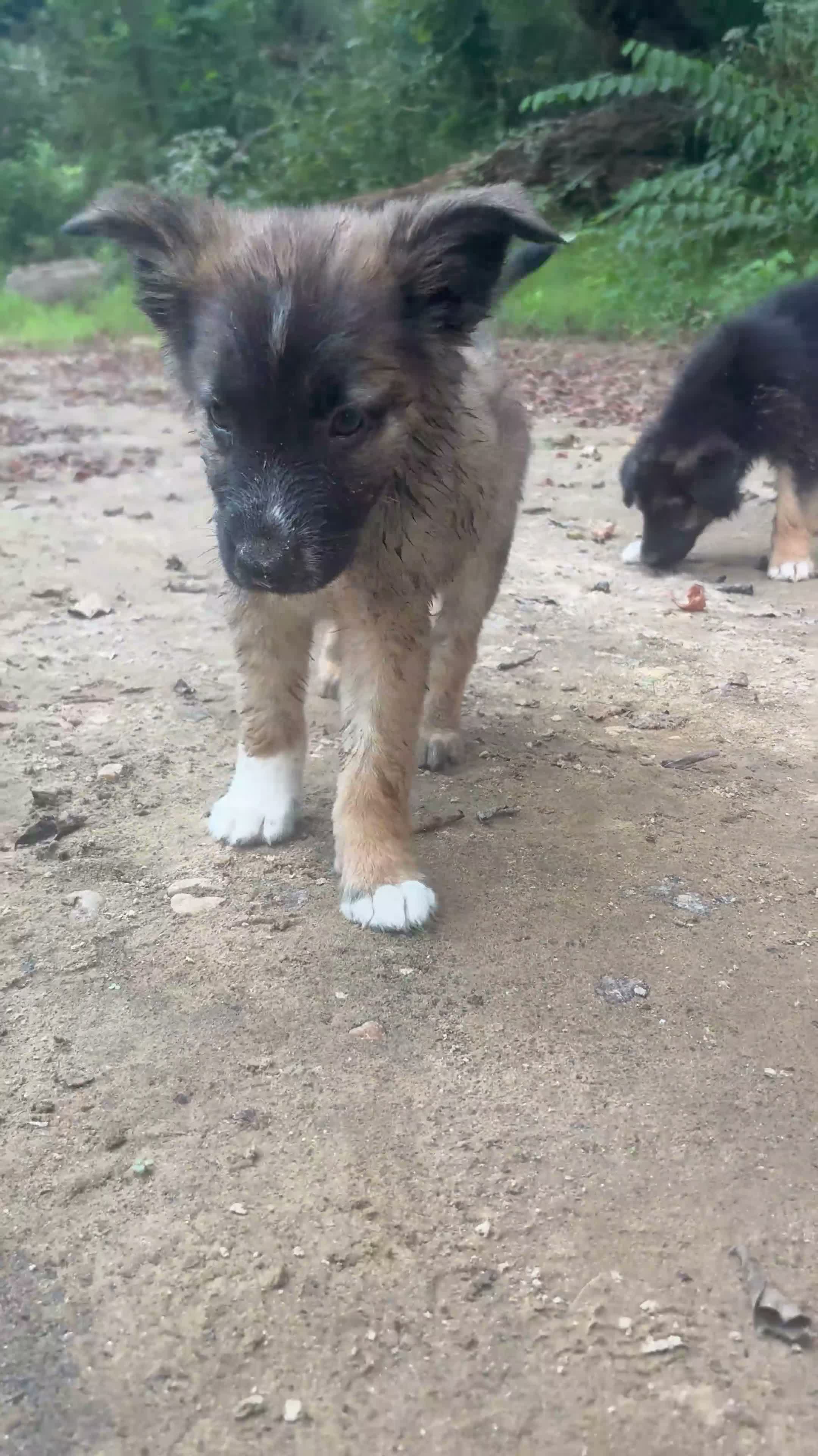German Shepherd dogs for sale: German Shepherd 2 - Video 1