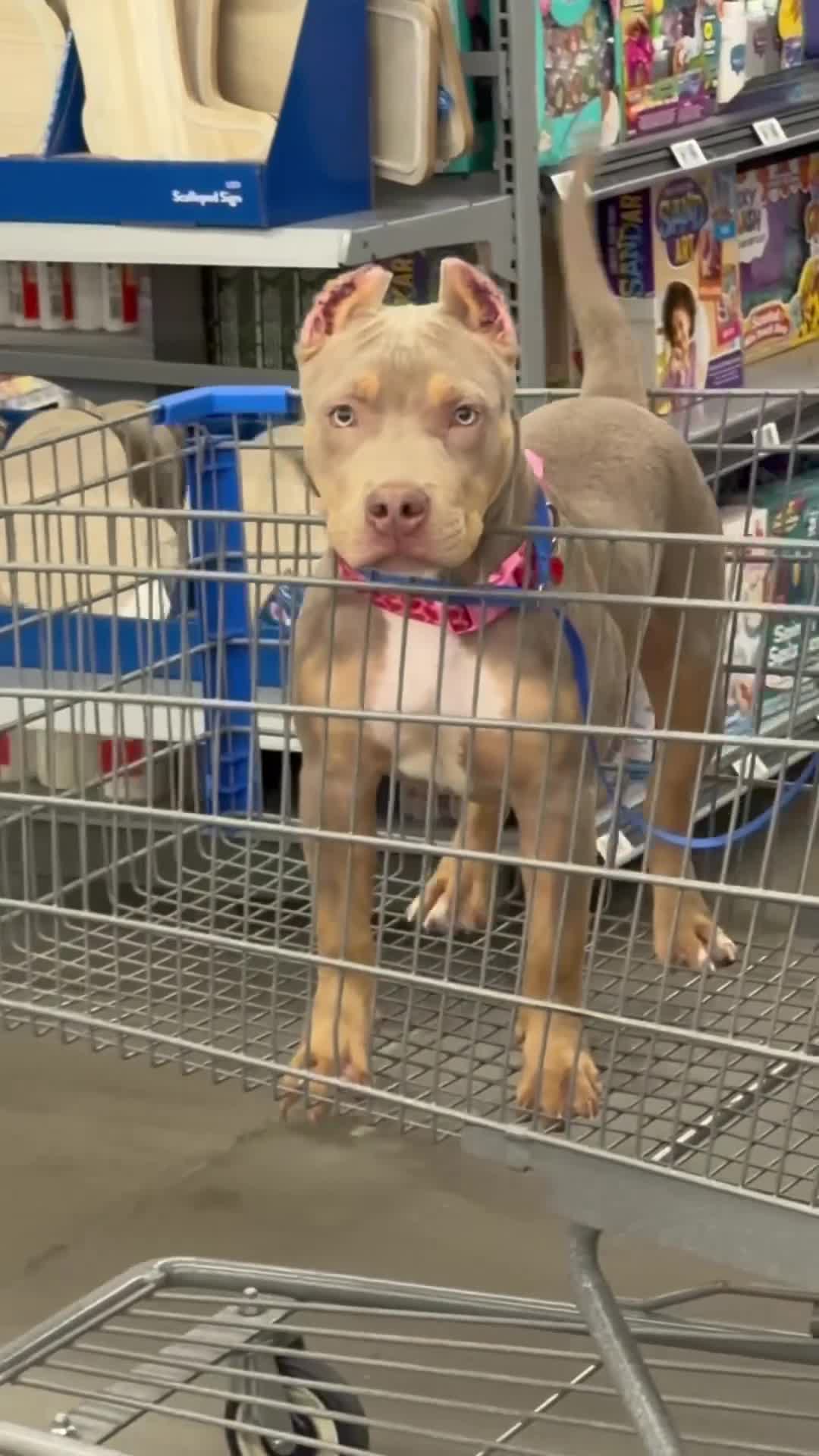American Bully dogs for sale: American Bully 1 - Video 1