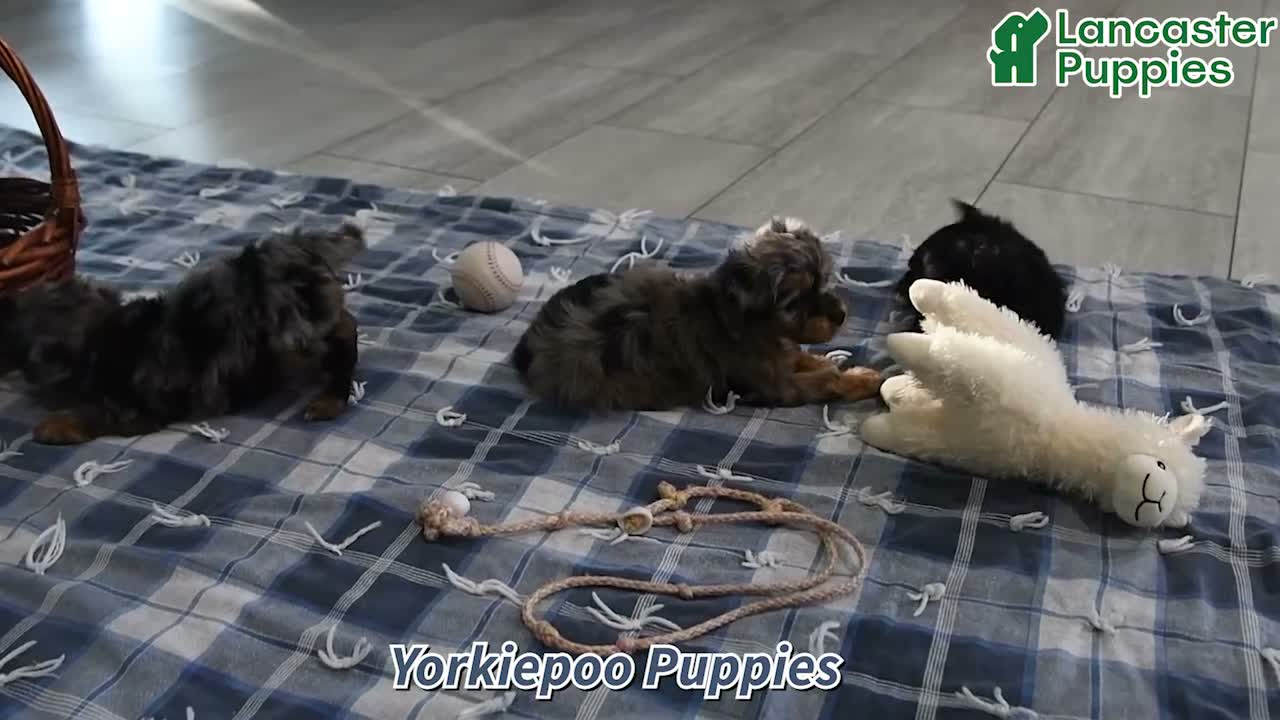 Yorkiepoo dogs for sale: Amber - Video 1
