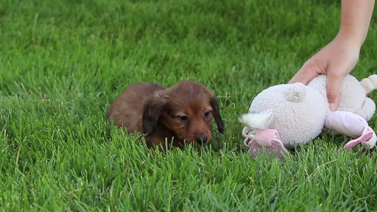 Miniature Dachshund dogs for sale: Allie - Video 1